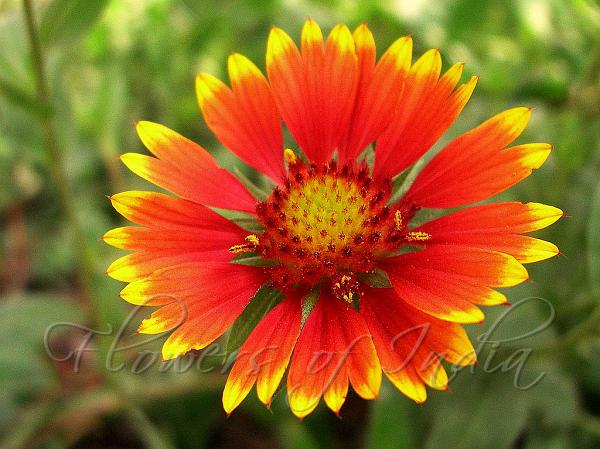 gaillardia-pulchella-blanket-flower